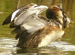 Great Crested Grebe