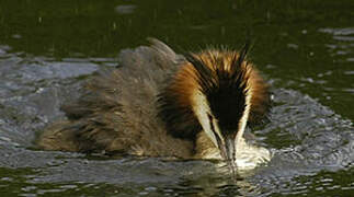 Great Crested Grebe