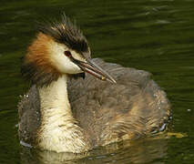 Great Crested Grebe