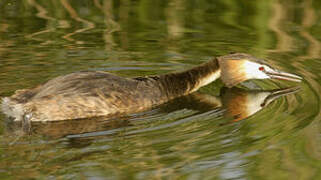 Great Crested Grebe