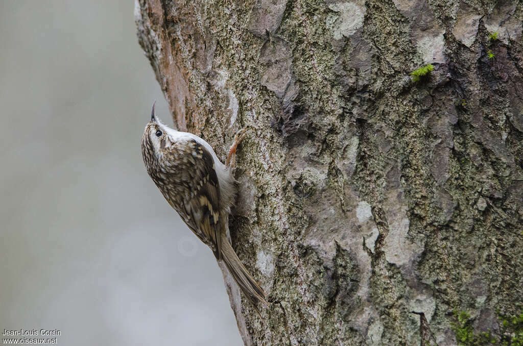 Eurasian Treecreeperadult, identification