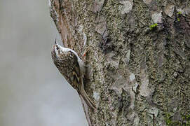 Eurasian Treecreeper