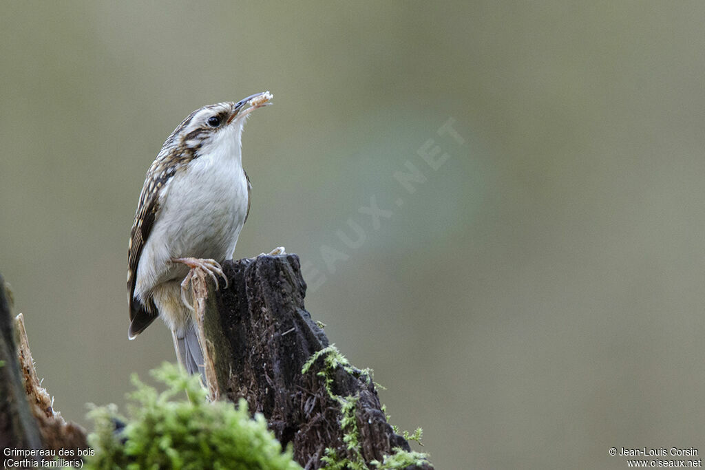 Eurasian Treecreeper