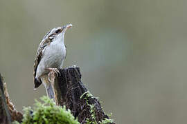 Eurasian Treecreeper