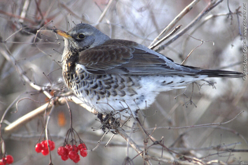 Fieldfare