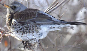 Fieldfare