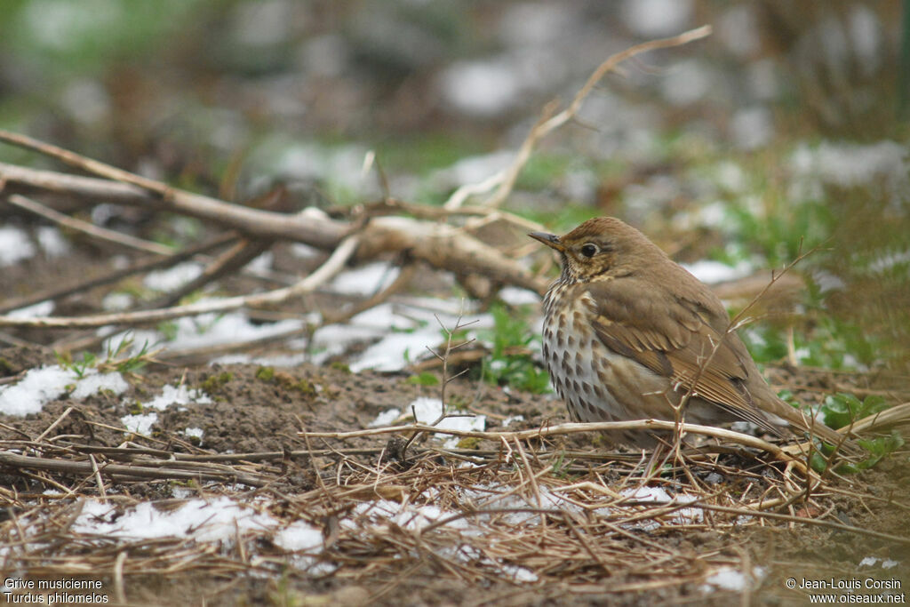 Song Thrush