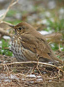 Song Thrush