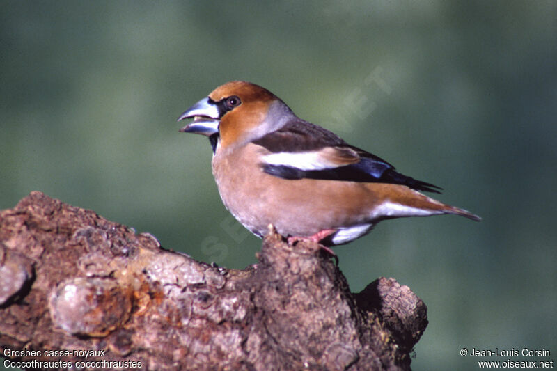 Hawfinch male adult