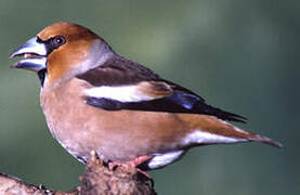 Hawfinch