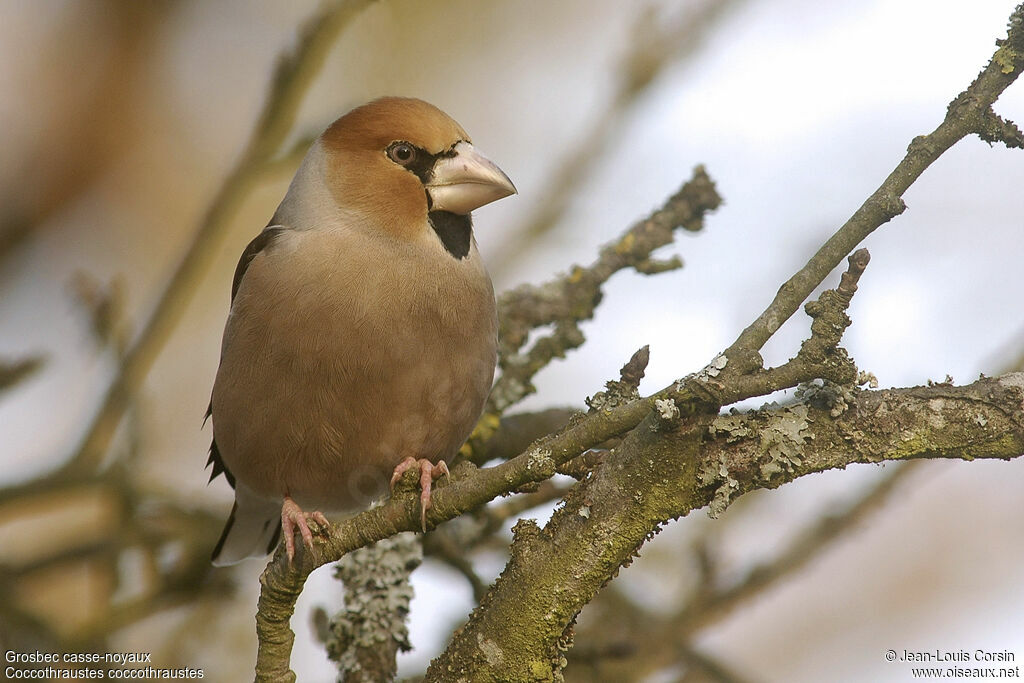 Hawfinch