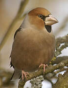 Hawfinch