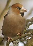 Hawfinch