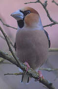 Hawfinch