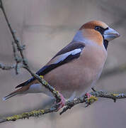 Hawfinch