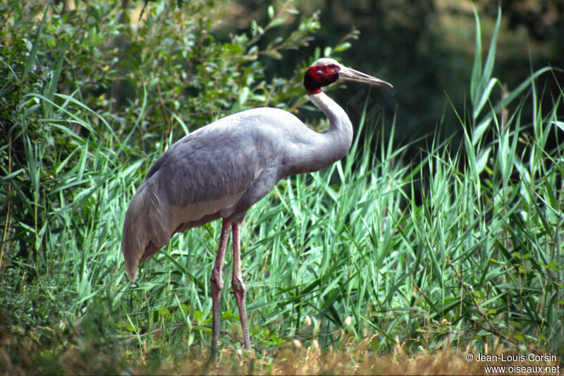 Sarus Crane