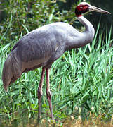 Sarus Crane