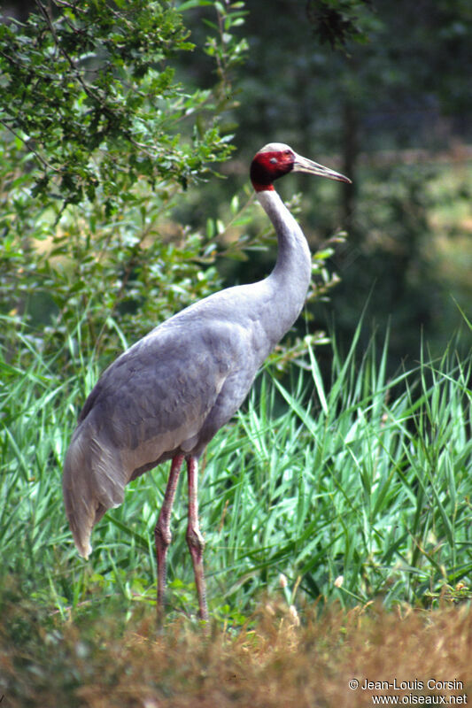 Sarus Crane