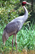 Sarus Crane