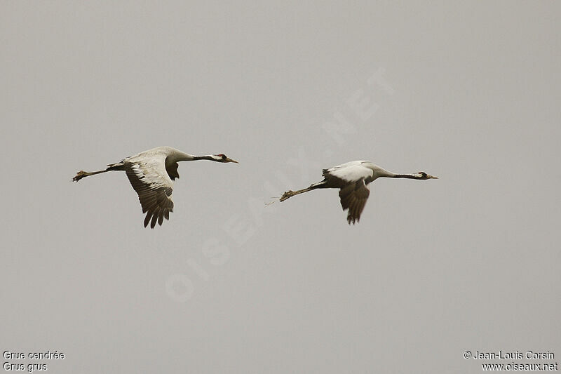 Common Crane