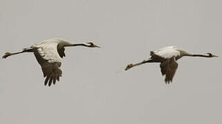 Common Crane