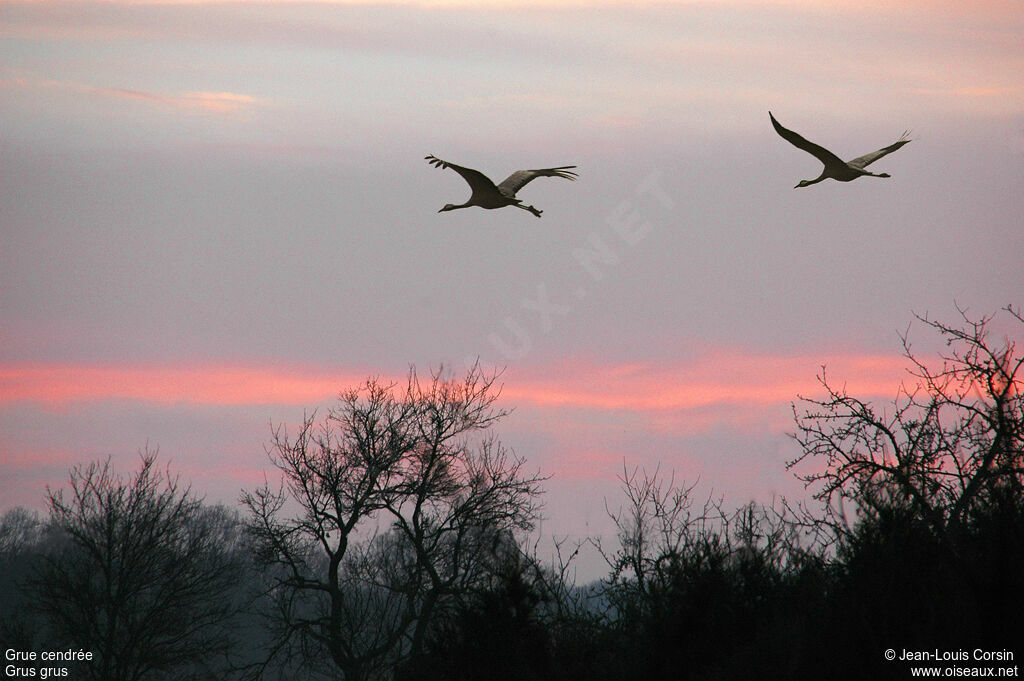 Common Crane