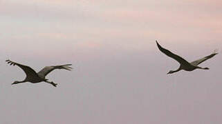 Common Crane