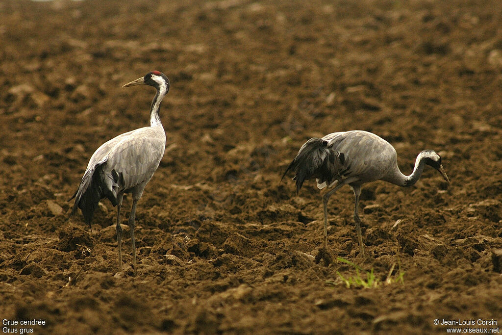 Common Crane