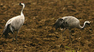 Common Crane