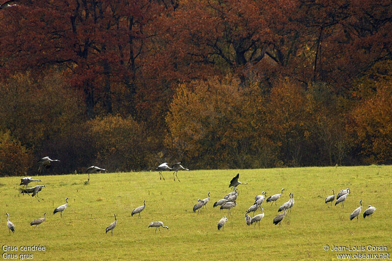 Common Crane