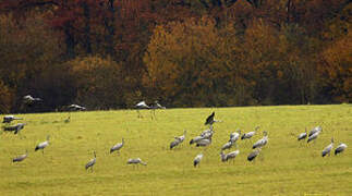 Common Crane