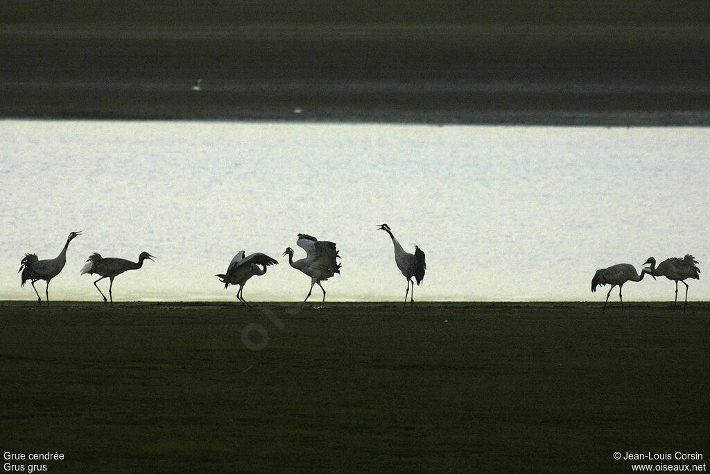 Common Crane