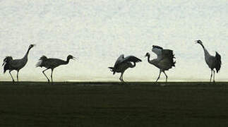 Common Crane