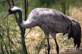 Common Crane