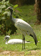 Demoiselle Crane