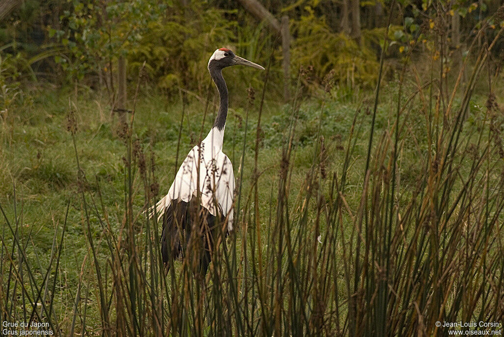 Red-crowned Crane