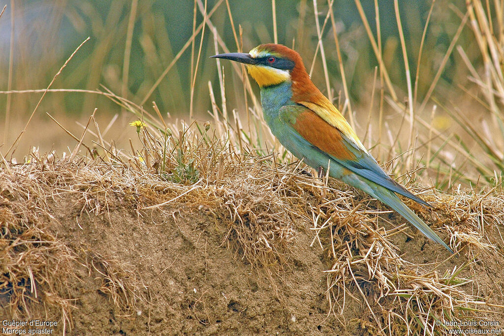 European Bee-eater