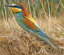 European Bee-eater