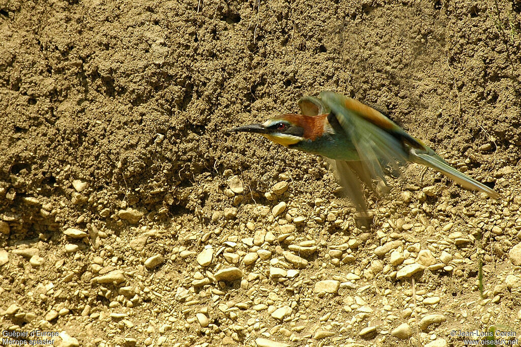 European Bee-eater