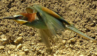 European Bee-eater