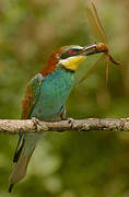 European Bee-eater