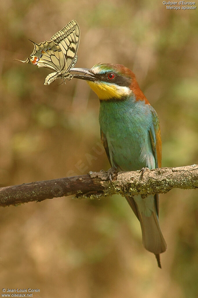 European Bee-eater, identification