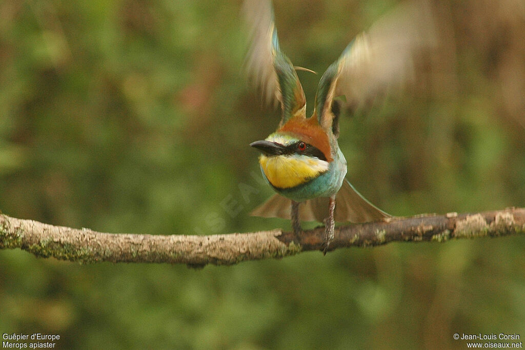 European Bee-eater, Flight