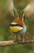 European Bee-eater