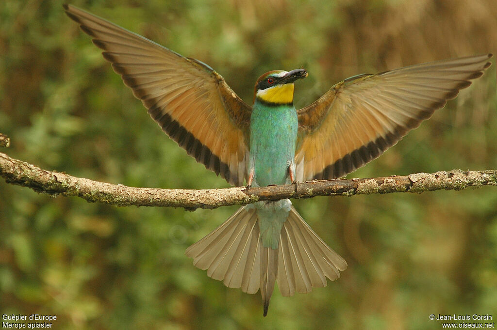 European Bee-eater