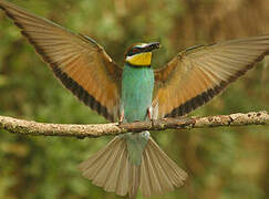 European Bee-eater