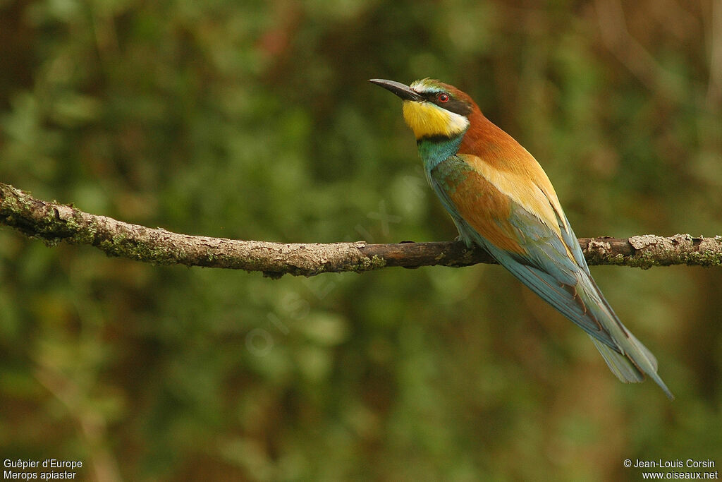 European Bee-eater