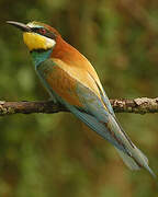 European Bee-eater