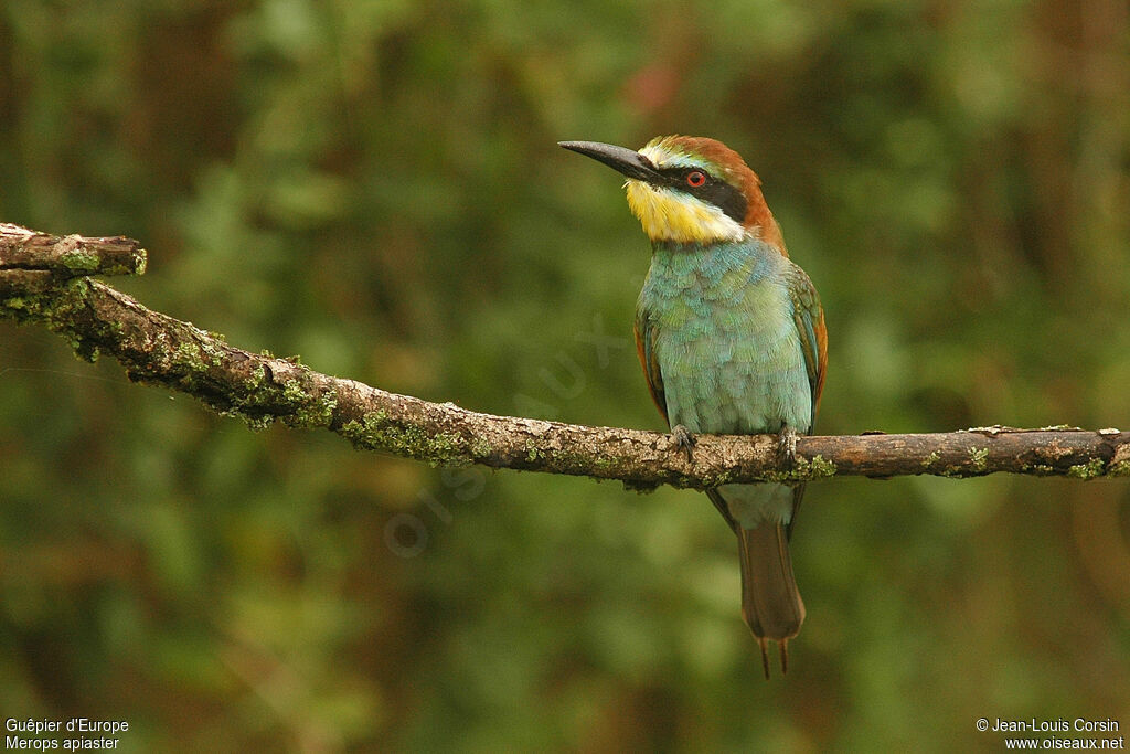 Guêpier d'Europe, identification