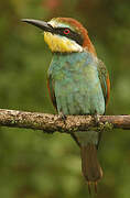 European Bee-eater